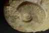 Sublunuloceras gr. virguloides (Gerard et  Contaut, 1936)  - callovian - Montreuil Bellay - FRANCE