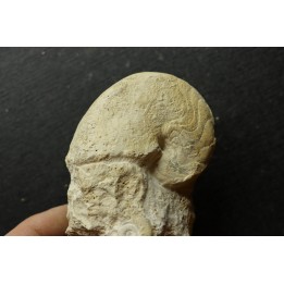 Pseudagamites aff. aganiticus  (Schlotheim) - callovien - Montreuil Bellay- FRANCE