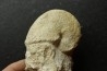 Pseudagamites aff. aganiticus (Schlotheim) - callovian - Montreuil Bellay - FRANCE