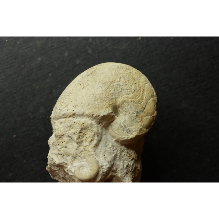 Pseudagamites aff. aganiticus  (Schlotheim)  - callovian - Montreuil Bellay - FRANCE