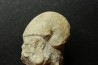 Pseudagamites aff. aganiticus (Schlotheim) - callovian - Montreuil Bellay - FRANCE