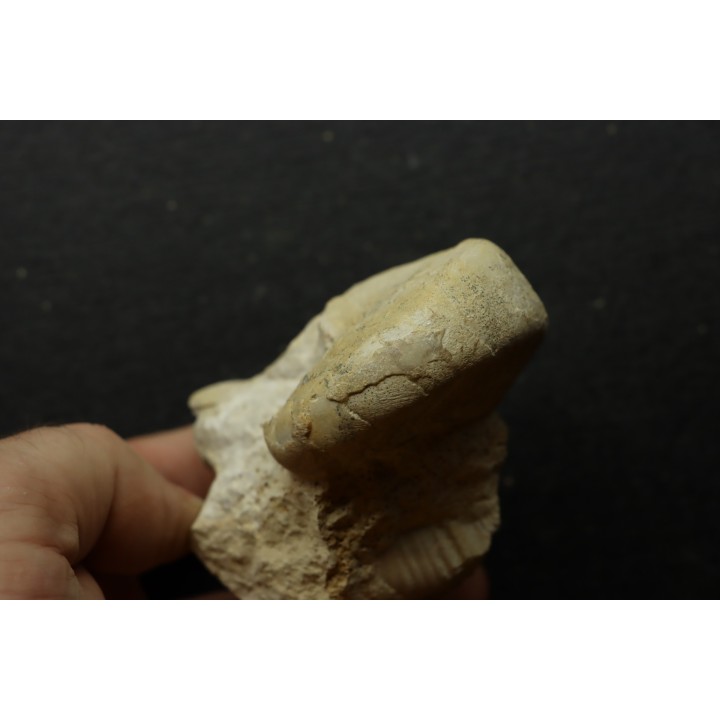 Pseudagamites aff. aganiticus  (Schlotheim) - callovien - Montreuil Bellay- FRANCE