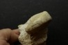 Pseudagamites aff. aganiticus  (Schlotheim) - callovien - Montreuil Bellay- FRANCE