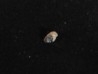 MARS ROCK TISSINT (6) 