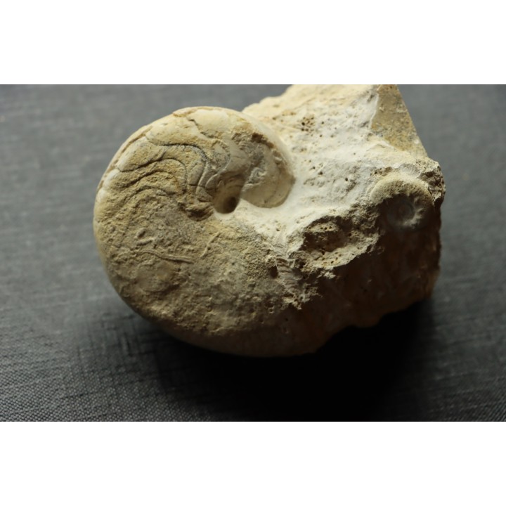 Pseudagamites aff. aganiticus  (Schlotheim) - callovien - Montreuil Bellay- FRANCE