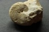 Pseudagamites aff. aganiticus  (Schlotheim) - callovien - Montreuil Bellay- FRANCE
