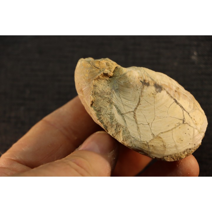 Inoceramus labiatus (Schlotheim)  cénomanien Normandie - FRANCE