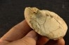 Inoceramus labiatus (Schlotheim) - cénomanian - Normandy - FRANCE