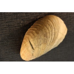 Inoceramus labiatus (Schlotheim) - cénomanian - Normandy - FRANCE