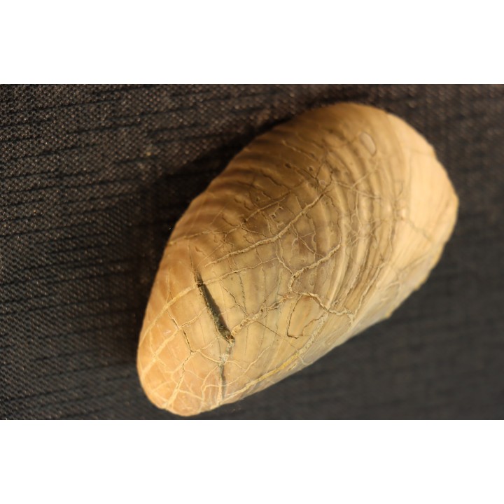 Inoceramus labiatus (Schlotheim)  cénomanien Normandie - FRANCE