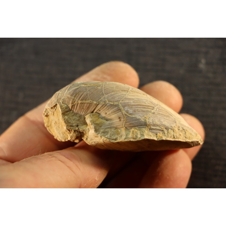 Inoceramus labiatus (Schlotheim) - cénomanian - Normandy - FRANCE