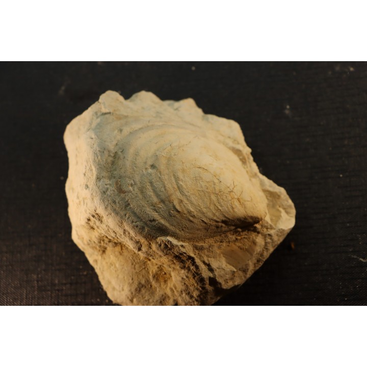 Inoceramus crippsi (Mantell, 1822)  - cénomanien - Normandie - FRANCE