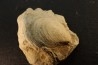 Inoceramus crippsi (Mantell, 1822) - cénomanian - Normandy - FRANCE
