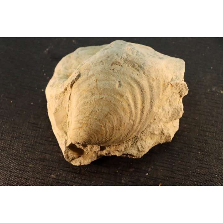Inoceramus crippsi (Mantell, 1822) - cénomanian - Normandy - FRANCE