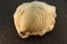 Inoceramus crippsi (Mantell, 1822)  - cénomanien - Normandie - FRANCE