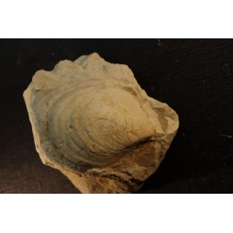 Inoceramus crippsi (Mantell, 1822) - cénomanian - Normandy - FRANCE