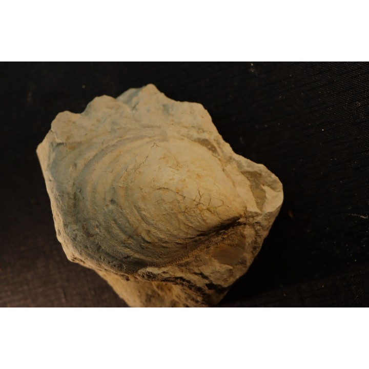 Inoceramus crippsi (Mantell, 1822)  - cénomanien - Normandie - FRANCE