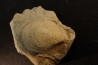 Inoceramus crippsi (Mantell, 1822) - cénomanian - Normandy - FRANCE