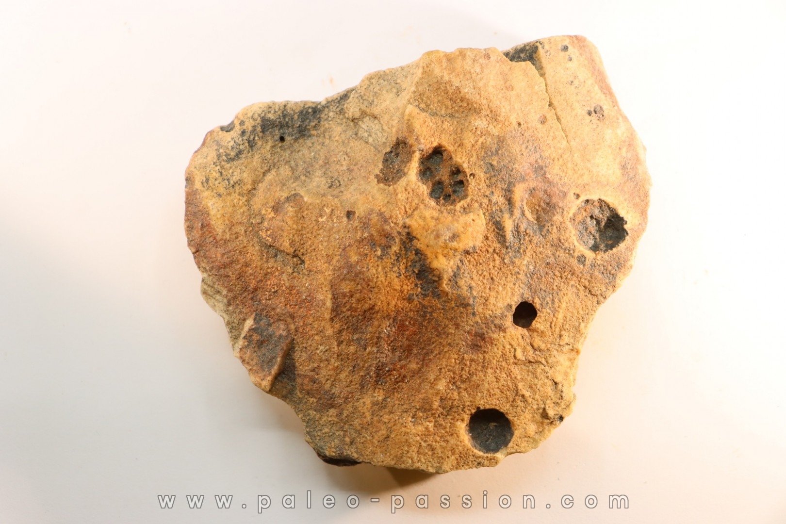Namacalathus hermanestes & Albumarid Skinnera sp. Precambrian, Ediacara period, Nama formation Dish River Canyon, Namibia