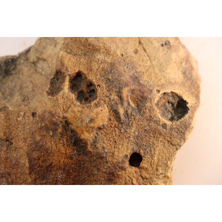 Namacalathus hermanestes & Albumarid Skinnera sp.  Precambrian, Ediacara period, Nama formation  Dish River Canyon, Namibia
