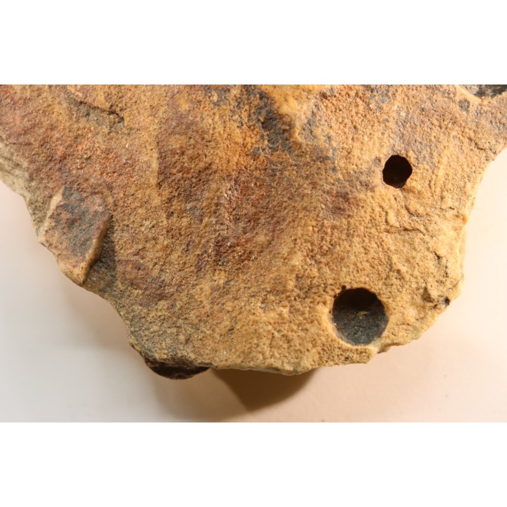 Namacalathus hermanestes & Albumarid Skinnera sp.  Precambrian, Ediacara period, Nama formation  Dish River Canyon, Namibia
