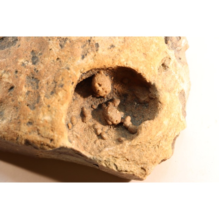Namacalathus hermanestes & Albumarid Skinnera sp.  Precambrian, Ediacara period, Nama formation  Dish River Canyon, Namibia