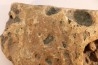 Namacalathus hermanestes & Albumarid Skinnera sp.  Precambrian, Ediacara period, Nama formation  Dish River Canyon, Namibia