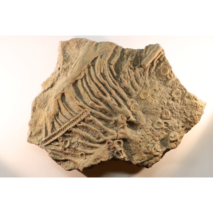 Scyphocrinites elegans - silurian - Erfoud, Morocco
