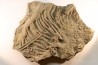 Scyphocrinites elegans - Silurien - Erfoud, Maroc