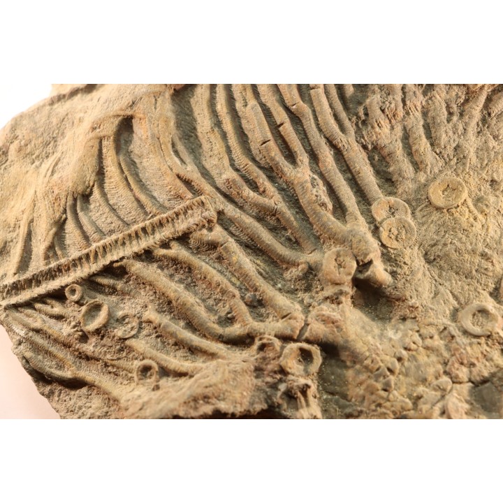 Scyphocrinites elegans - silurian - Erfoud, Morocco
