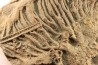 Scyphocrinites elegans - Silurien - Erfoud, Maroc