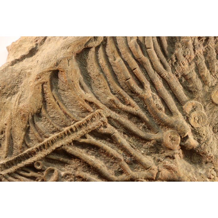 Scyphocrinites elegans - silurian - Erfoud, Morocco