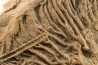 Scyphocrinites elegans - silurian - Erfoud, Morocco