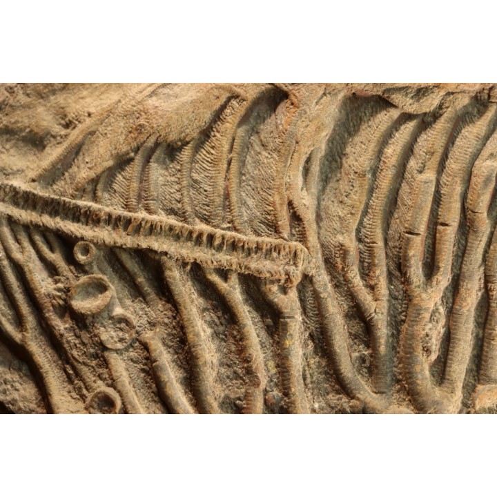 Scyphocrinites elegans - Silurien - Erfoud, Maroc