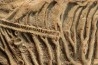 Scyphocrinites elegans - silurian - Erfoud, Morocco