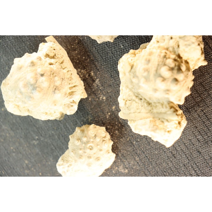 Intéressant set of 6 urchins  HEMICIDARIS CRENULARIS  oxfordian  Novion-Porcien - Ardennes, France