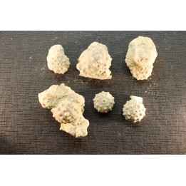 Intéressant set of 6 urchins  HEMICIDARIS CRENULARIS  oxfordian  Novion-Porcien - Ardennes, France