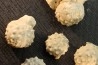 Intéressant set of 6 urchins  HEMICIDARIS CRENULARIS  oxfordian  Novion-Porcien - Ardennes, France