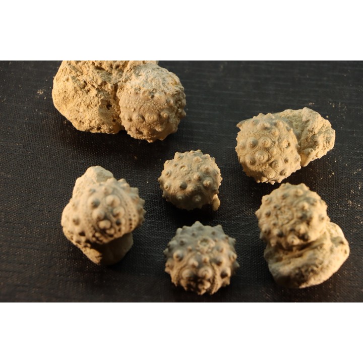 Intéressante collection de 6 oursins  HEMICIDARIS CRENULARIS  oxfordien  Novion-Porcien - Ardennes, France