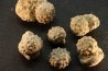 Intéressant set of 6 urchins  HEMICIDARIS CRENULARIS  oxfordian  Novion-Porcien - Ardennes, France