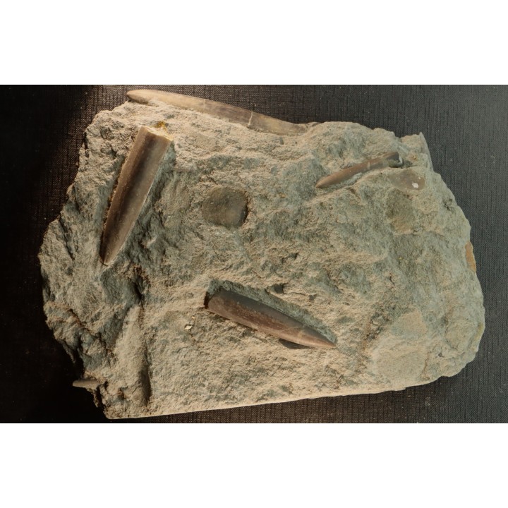 belle plaque avec plusieurs bélemnites:  Passaloteuthis apicicurvata  pliensbachien  région de Nancy, 54 - FRANCE