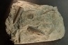belle plaque avec plusieurs bélemnites: Passaloteuthis apicicurvata pliensbachien région de Nancy, 54 - FRANCE