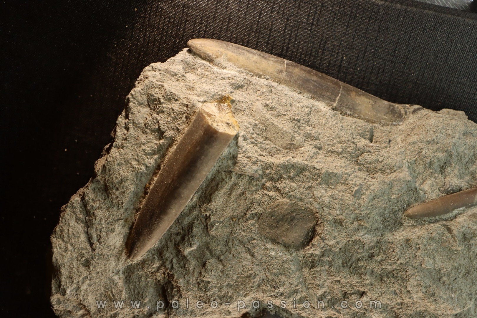 belle plaque avec plusieurs bélemnites: Passaloteuthis apicicurvata pliensbachien région de Nancy, 54 - FRANCE