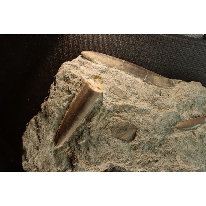 belle plaque avec plusieurs bélemnites:  Passaloteuthis apicicurvata  pliensbachien  région de Nancy, 54 - FRANCE