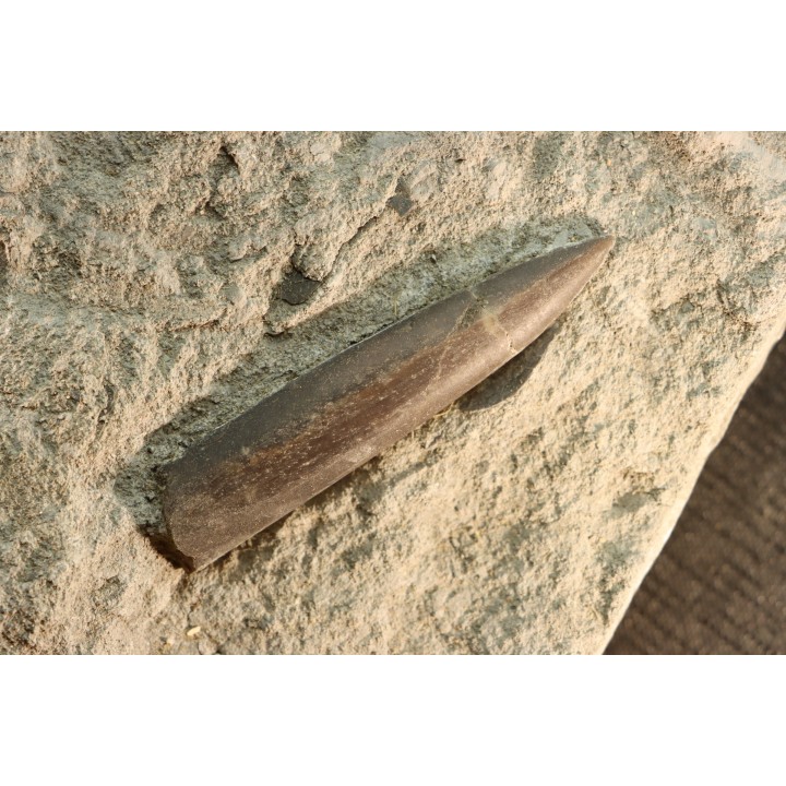 bélemnites:  Passaloteuthis apicicurvata  pliensbachien  région de Nancy, 54 - FRANCE