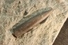 bélemnites:  Passaloteuthis apicicurvata  pliensbachien  région de Nancy, 54 - FRANCE