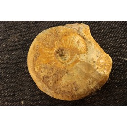 Kosmoceras medea - callovian - Saint Laon, 86 - FRANCE