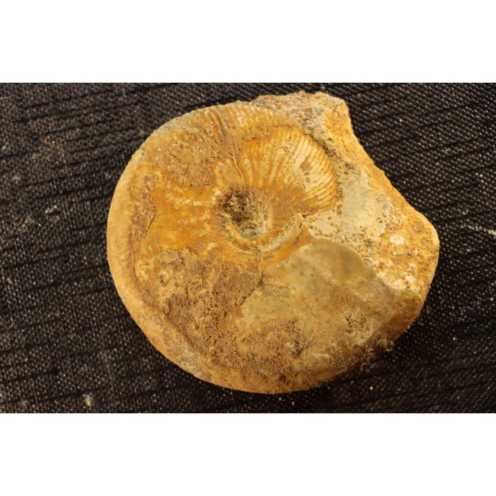 Kosmoceras medea - callovian - Saint Laon, 86 - FRANCE