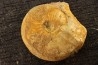 Kosmoceras medea - callovian - Saint Laon, 86 - FRANCE