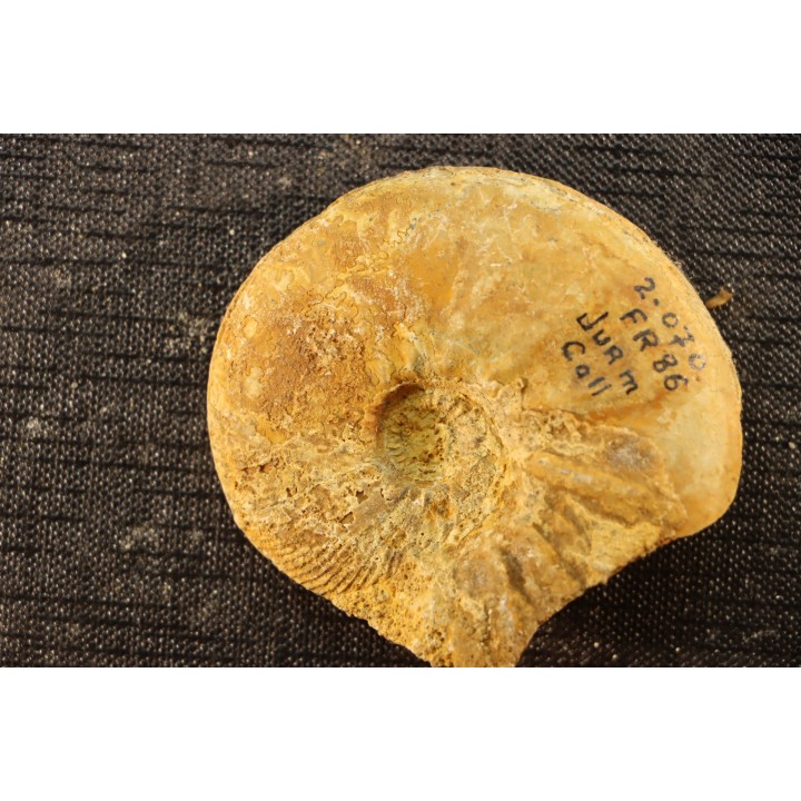 Kosmoceras medea - callovien  Saint Laon, 86 - FRANCE